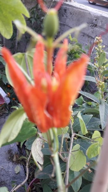  - Talmeș balmeș 2019