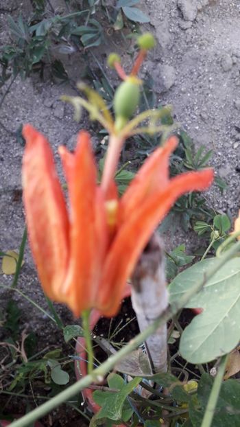  - Talmeș balmeș 2019