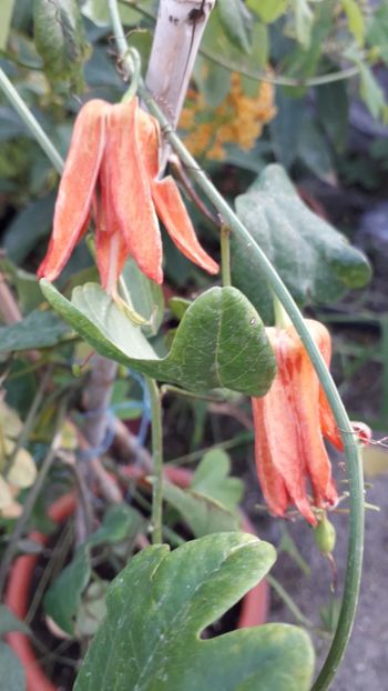  - Talmeș balmeș 2019