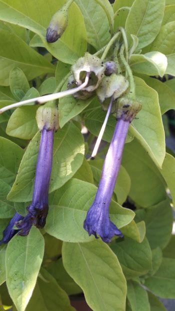  - Talmeș balmeș 2019