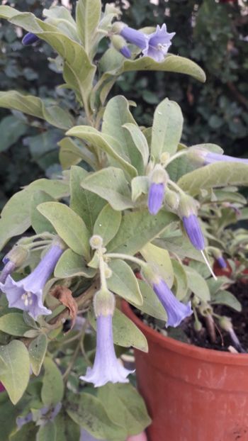  - Talmeș balmeș 2019