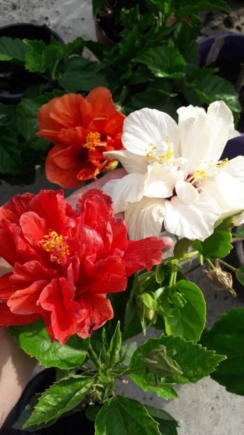  - Talmeș balmeș 2019