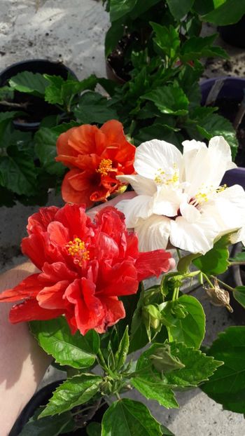  - Talmeș balmeș 2019