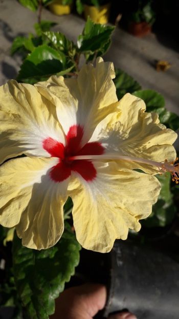  - Talmeș balmeș 2019