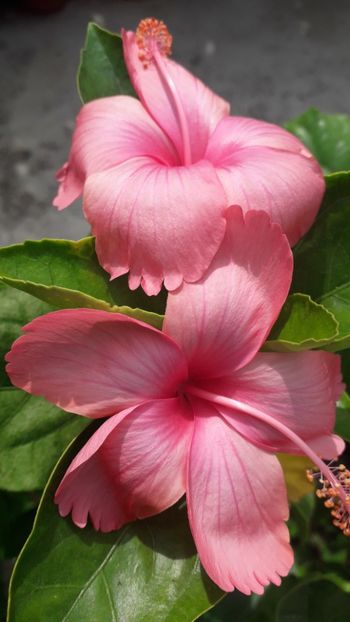  - Talmeș balmeș 2019