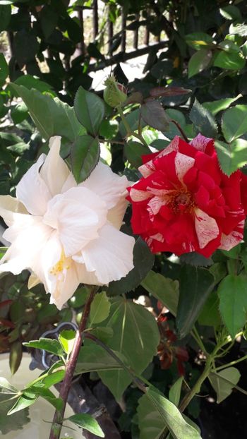  - Talmeș balmeș 2019