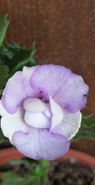  - Blue Temptation G- erika76