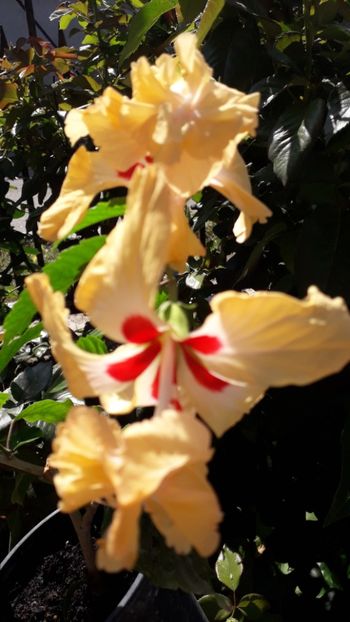  - Talmeș balmeș 2019