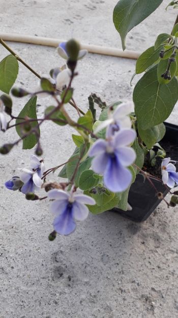  - Talmeș balmeș 2019