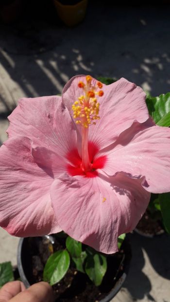  - Talmeș balmeș 2019