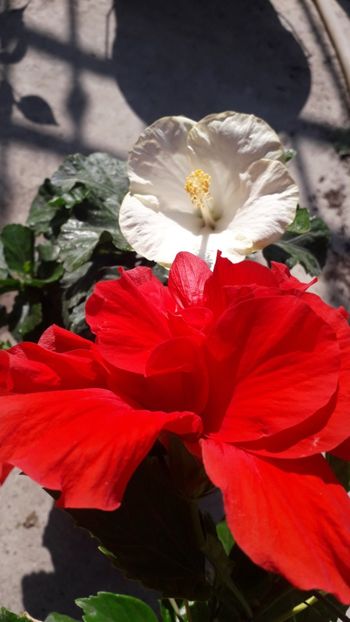  - Talmeș balmeș 2019