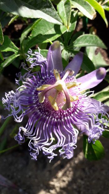  - Talmeș balmeș 2019