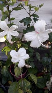  - Talmeș balmeș 2019