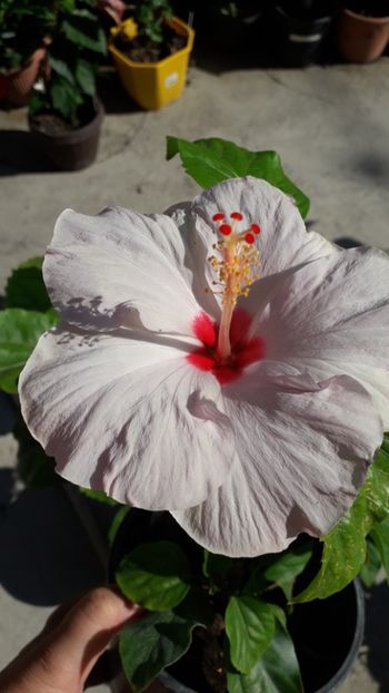  - Talmeș balmeș 2019