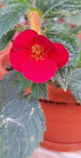  - Caligula -erika 76