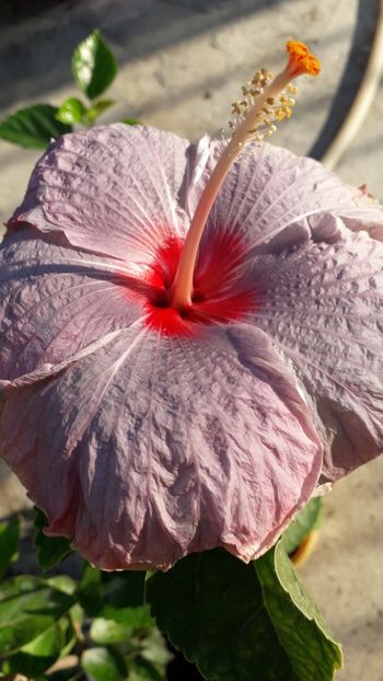  - Talmeș balmeș 2019