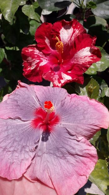  - Talmeș balmeș 2019