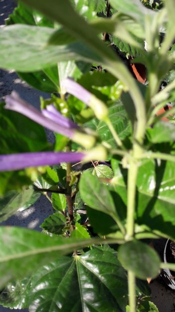  - Talmeș balmeș 2019