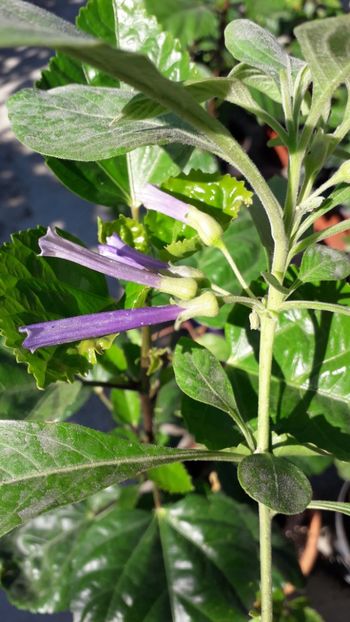  - Talmeș balmeș 2019