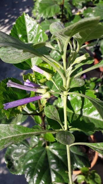  - Talmeș balmeș 2019