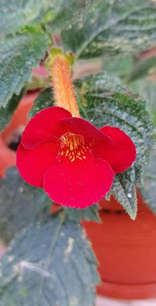  - Caligula -erika 76