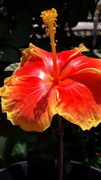  - Talmeș balmeș 2019