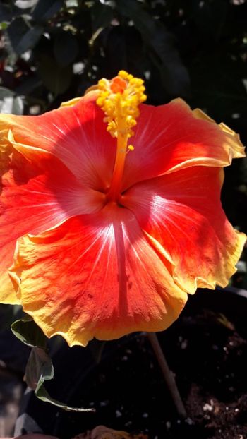  - Talmeș balmeș 2019