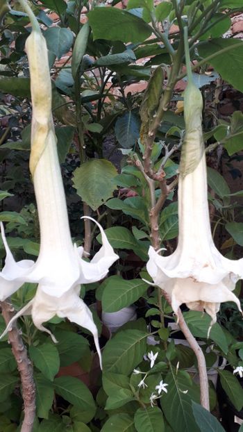  - Talmeș balmeș 2019