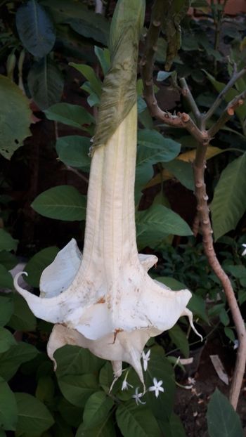  - Talmeș balmeș 2019