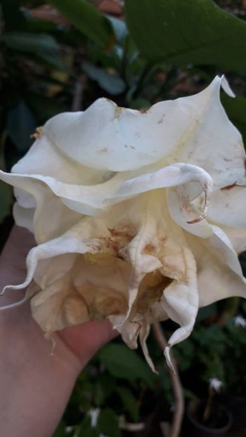  - Talmeș balmeș 2019