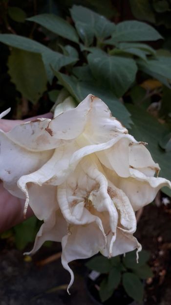  - Talmeș balmeș 2019