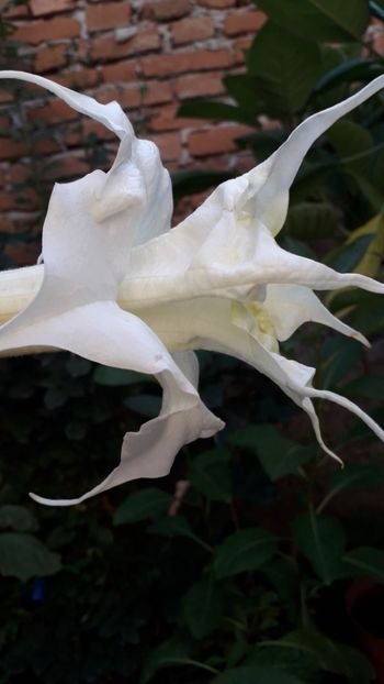  - Talmeș balmeș 2019