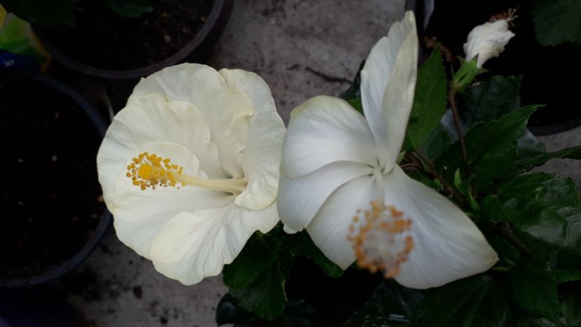  - Talmeș balmeș 2019