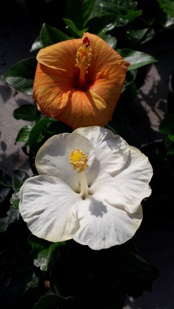  - Talmeș balmeș 2019