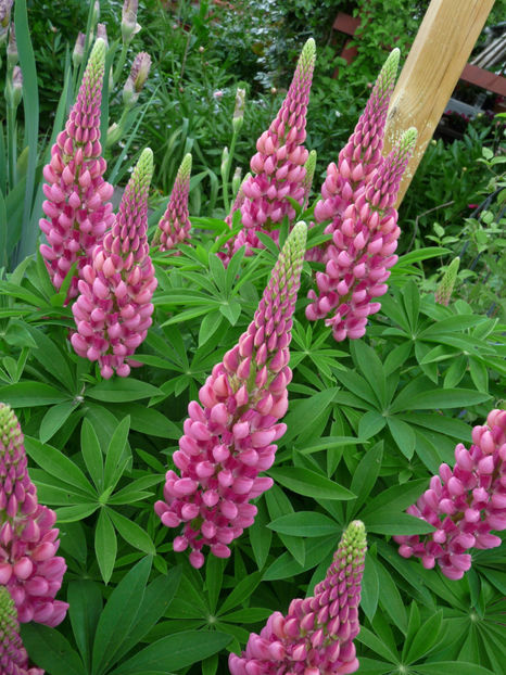  - Lupinus