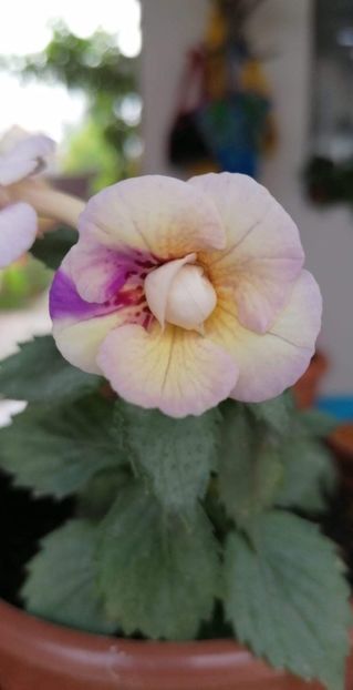  - Lena Vera-erika 76