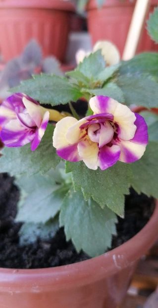  - Lena Vera-erika 76