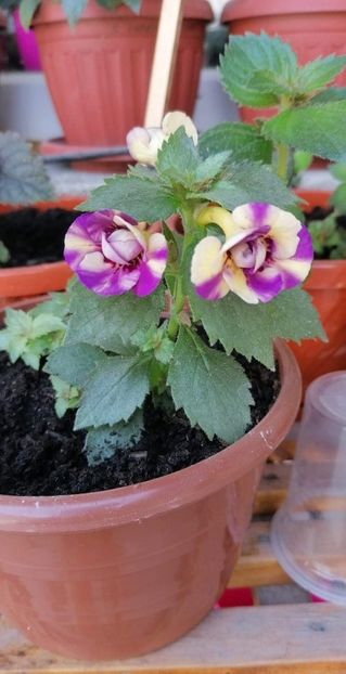  - Lena Vera-erika 76