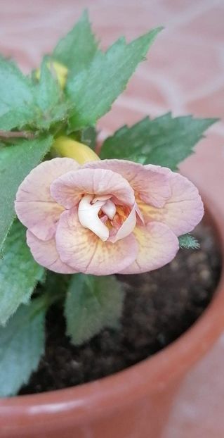  - Lena Vera-erika 76