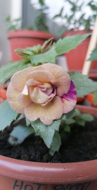  - Lena Vera-erika 76