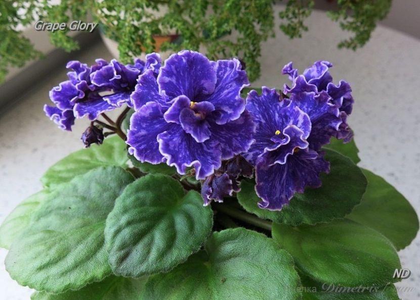 Grape Glory - Grape Glori