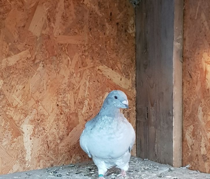 F 2019 - 2019
