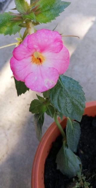  - Vie en Rose- nataliadinca