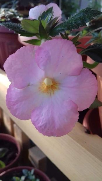  - Vie en Rose- nataliadinca