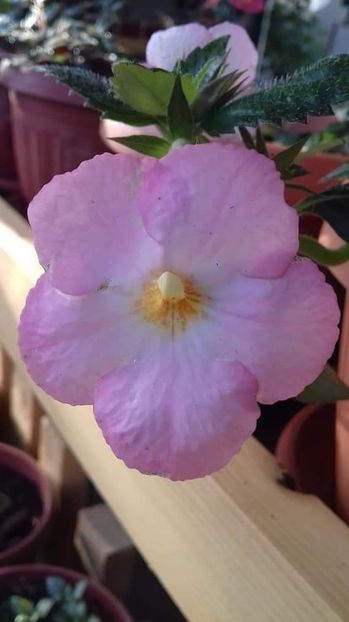  - Vie en Rose- nataliadinca