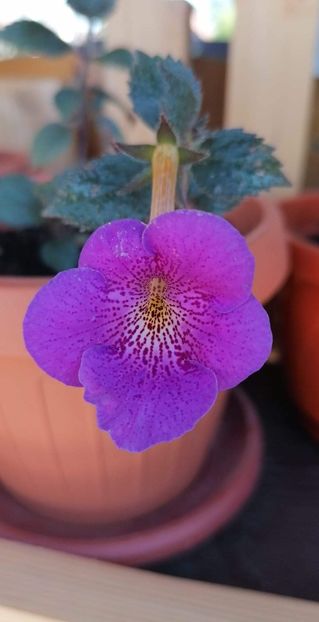  - Euforic Dance -erika 76