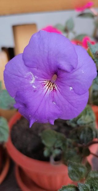  - Oviksfjallen-erika 76