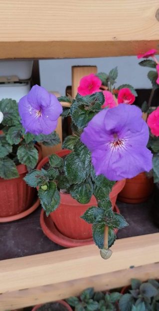  - Oviksfjallen-erika 76