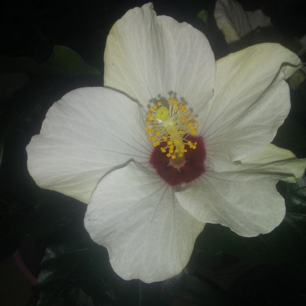  - hibiscus alb