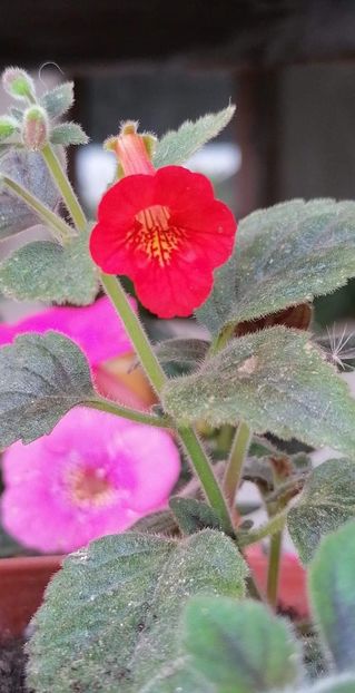  - X2 Achimenantha Dutch Treat - deea01